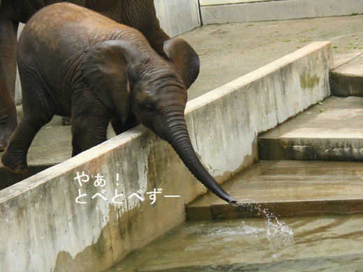 とべ動物園アフリカゾウのブログ:やぁ!とべとべずー