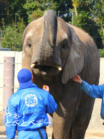 とべ動物園アフリカゾウ：媛ちゃん