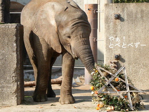 とべ動物園ブログ：やぁ！とべとべずー
