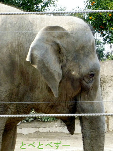 上野動物園のインドゾウ：スーリヤ（メス、インド生まれ）