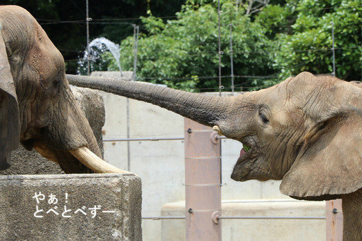 日本で唯一血縁関係のあるアフリカゾウの親子が暮らす愛媛とべ動物園
