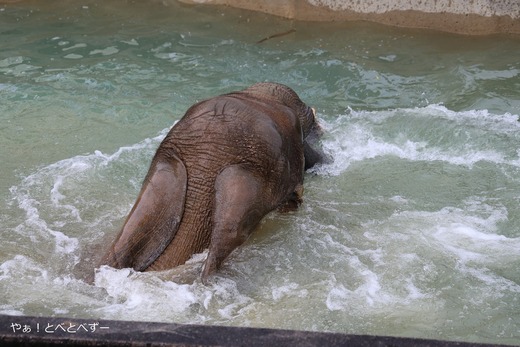 プールに潜って遊ぶアフリカゾウの子ゾウの砥愛