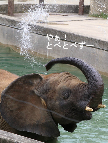 とべ動物園アフリカゾウのブログ：やぁ！とべとべずー