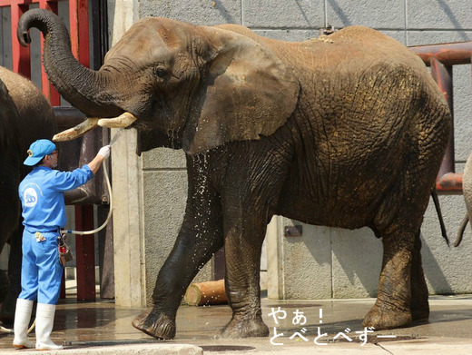 とべ動物園アフリカゾウのブログ