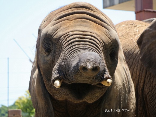 アフリカゾウの写真満載のブログ：やぁ！とべとべずー