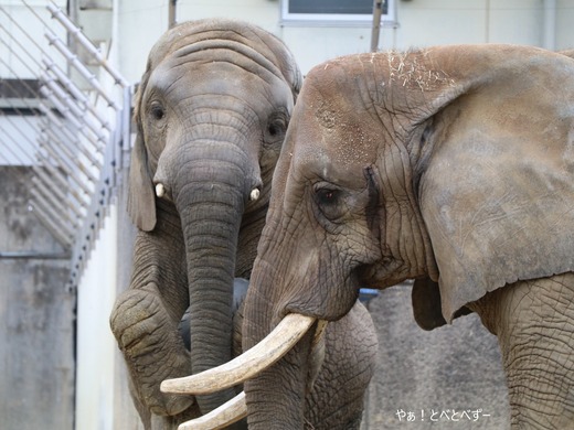 アフリカゾウの親子:リカ母さん、末娘の砥愛ちゃん
