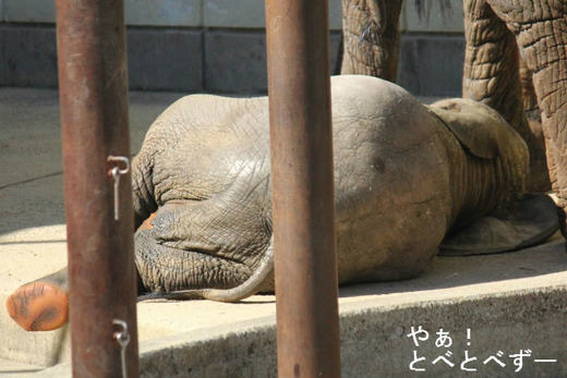 リスボン動物園に行って来た:Ola! Portugal