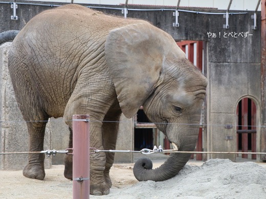 とべ動物園アフリカゾウのブログ：やぁ！とべとべずー