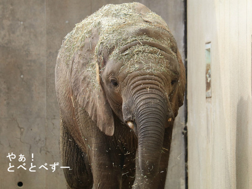 アフリカゾウの写真満載のブログ：やぁ！とべとべずー