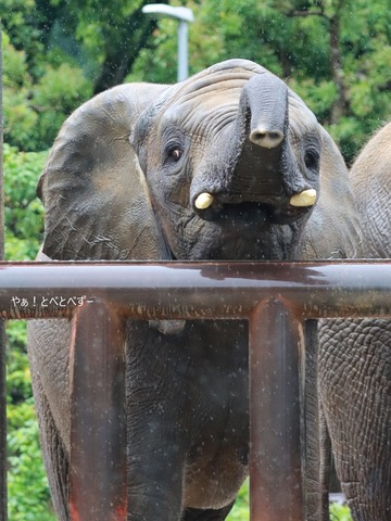 とべ動物園アフリカゾウのブログ：やぁ！とべとべずー