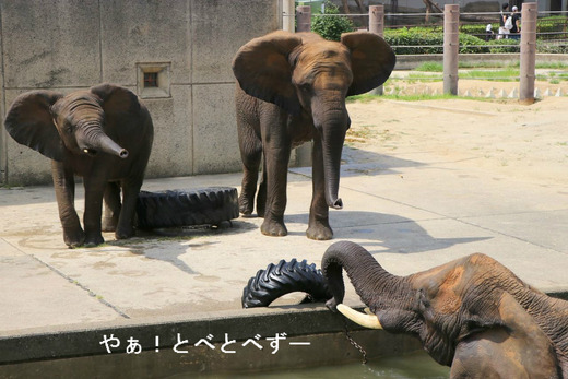 日本で唯一アフリカゾウの家族が見られる愛媛県立とべ動物園