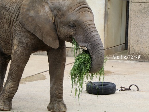 日本で唯一アフリカゾウの子象が見らえる愛媛とべ動物園