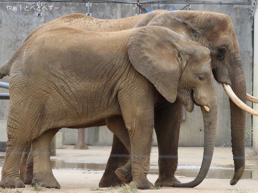 日本で唯一血縁関係のあるアフリカゾウの親子が暮らす愛媛とべ動物園