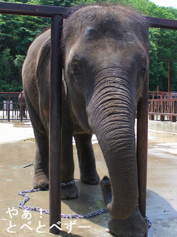 ゾウに触れ合える動物園:市原ぞうの国