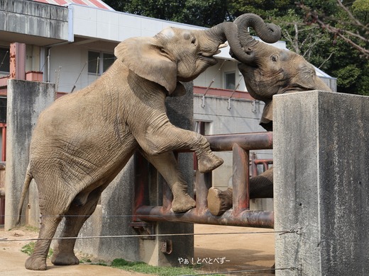 とべ動物園ブログ：やぁ！とべとべずー