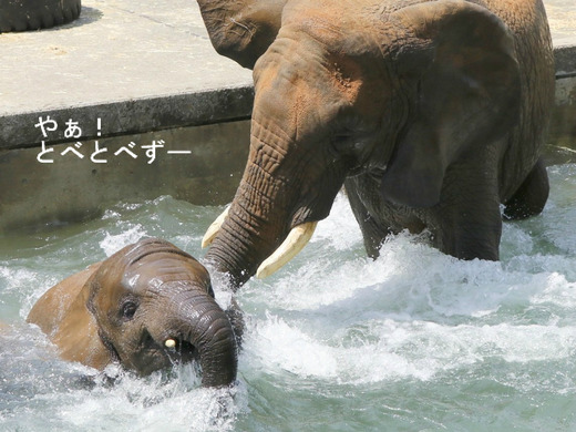 とべ動物園ブログ：アフリカゾウ、ホッキョクグマ、レッサーパンダ