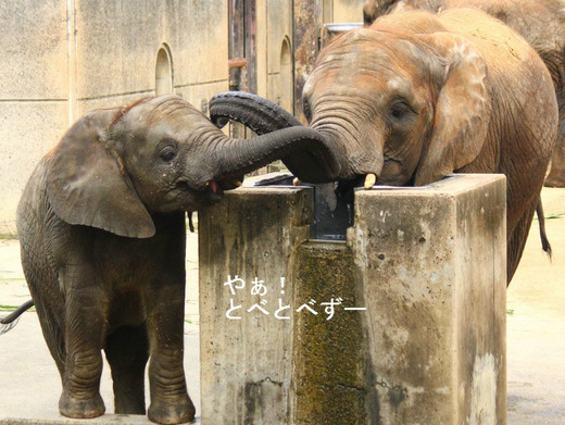 とべ動物園アフリカゾウ:媛ちゃん、砥愛ちゃん姉妹