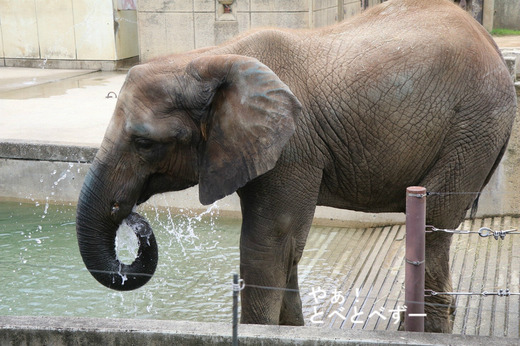 とべ動物園アフリカゾウのブログ：やぁ！とべとべずー
