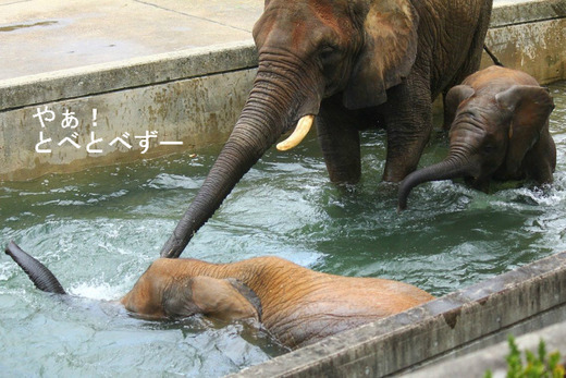 とべ動物園アフリカゾウのブログ：やぁ！とべとべずー