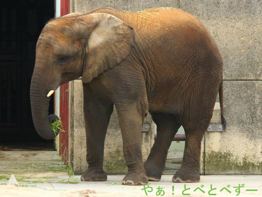 日本で初めて人工哺育で育ったアフリカ象の媛ちゃん
