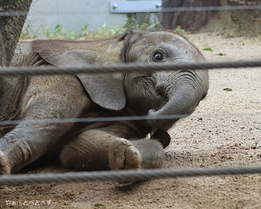 とべ動物園アフリカゾウのブログ:やぁ!とべとべずー