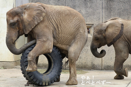 アフリカゾウ、アジアゾウ大好きブログ:やぁ!とべとべずー