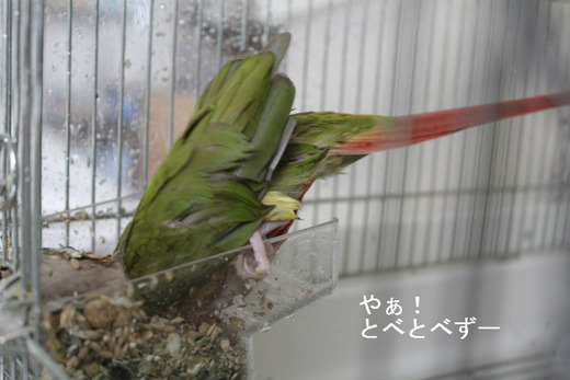 エサ箱に潜るウロコインコの『もみじ』さん