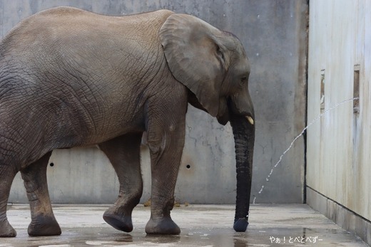 とべ動物園アフリカゾウのブログ：やぁ！とべとべずー