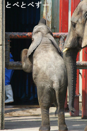 日本で唯一、本当のアフリカゾウの親子が暮らす愛媛県立とべ動物園