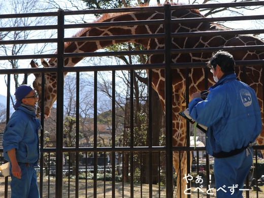 とべ動物園のキリンの杏子ちゃんが妊娠♪　春に赤ちゃんキリン誕生