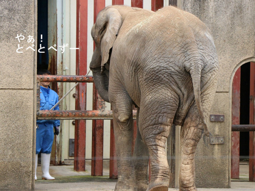 とべ動物園アフリカゾウのブログ:やぁ!とべとべずー