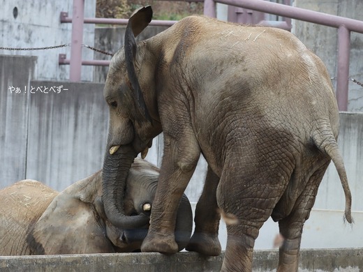 とべ動物園ブログ:やぁ!とべとべずー