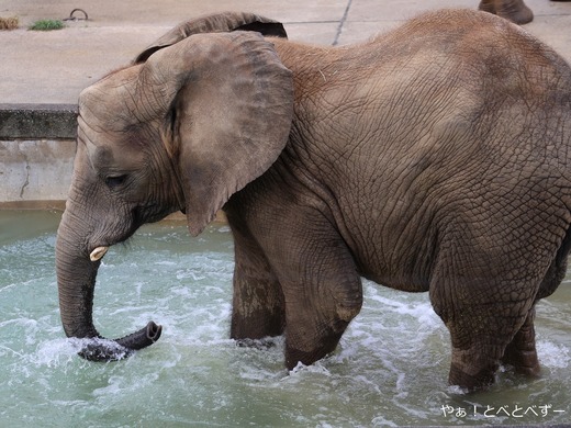 プールで遊ぶアフリカゾウの子ゾウの砥愛