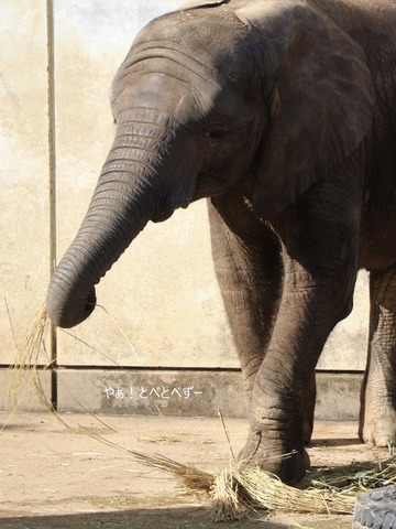アフリカゾウの写真満載のブログ：やぁ！とべとべずー