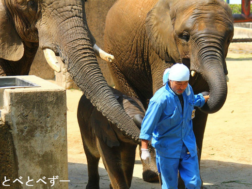 とべ動物園アフリカゾウのブログ：やぁ！とべとべずー