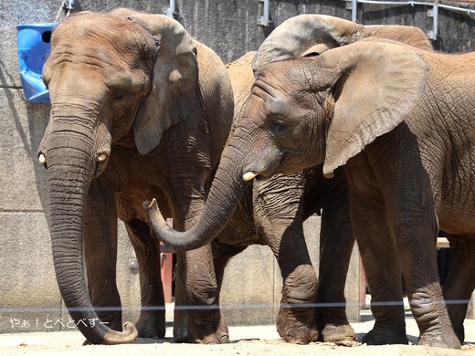とべ動物園アフリカゾウのブログ：やぁ！とべとべずー