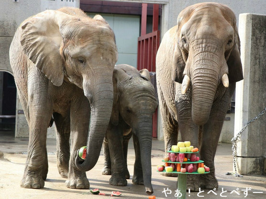 アフリカゾウのクリスマスイベント：リカ、媛、砥愛