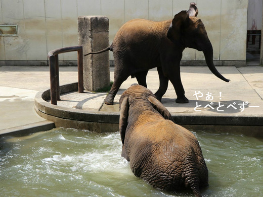 とべ動物園ブログ：ゾウ、ホッキョクグマ、レッサーパンダ、ライオン