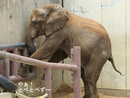 とべ動物園アフリカゾウ:媛ちゃん(長女、12歳)