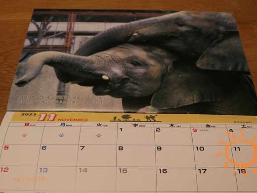 とべ動物園2023年カレンダー:11月