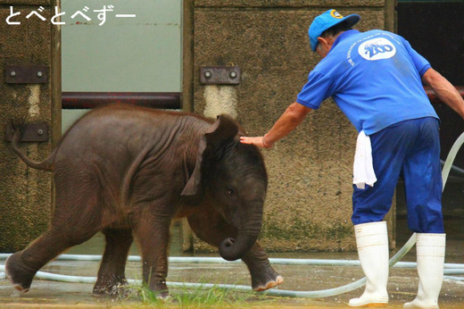 愛媛県立とべ動物園：赤ちゃん、アフリカゾウ