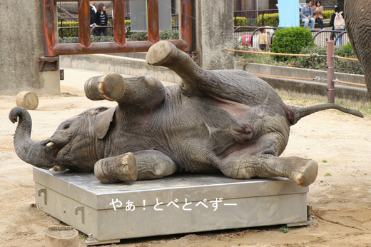 とべ動物園ブログ：砥愛、ピース、柑太郎、砥々丸、ティア
