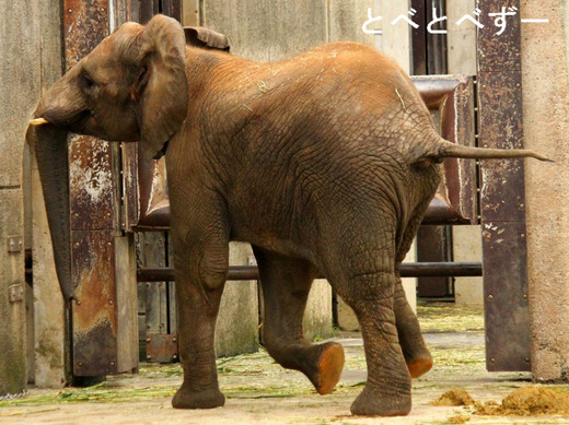 とべ動物園アフリカゾウ：媛（ひめ）ちゃん