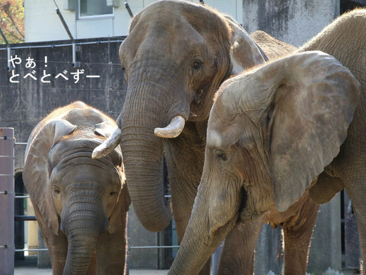 とべ動物園アフリカゾウのブログ:やぁ!とべとべずー