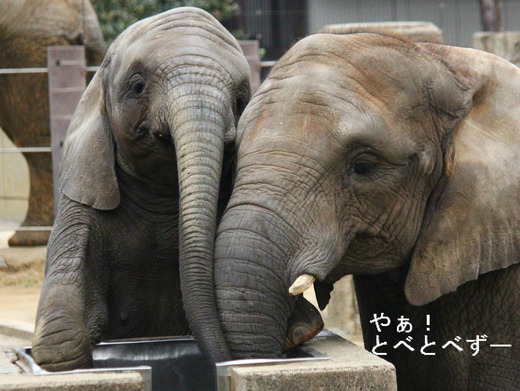 アフリカゾウ、アジアゾウ大好きブログ：やぁ！とべとべずー