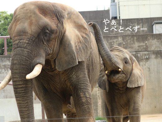 日本で唯一血縁関係のあるアフリカゾウが暮らす愛媛とべ動物園