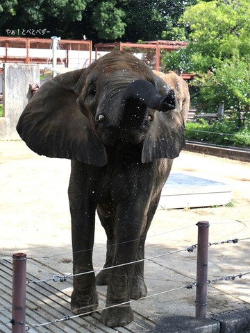 とべ動物園ブログ:やぁ!とべとべずー