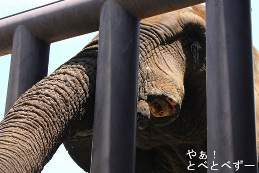 とべ動物園ブログ：アフリカゾウ、白くまピース、柑太郎