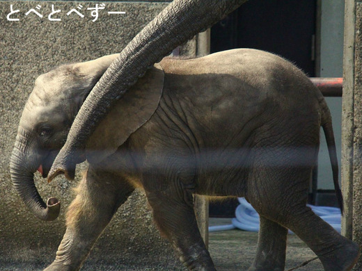 ゾウの鼻を使ってのコミュニケーション