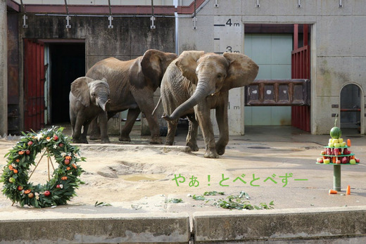 とべ動物園アフリカゾウのブログ：やぁ！とべとべずー